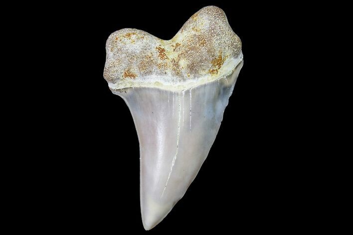 Fossil Shark Tooth (Carcharodon planus) - Bakersfield, CA #178348